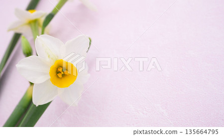 早春水仙花和柔和色調的背景材料 135664795