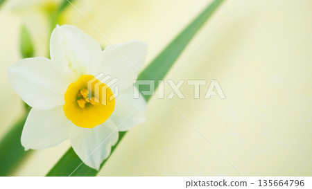 早春水仙花和柔和色調的背景材料 早春水仙花和柔和色調的背景材料 135664796