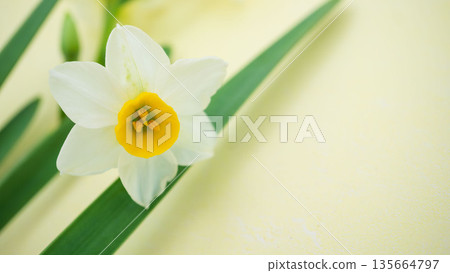 早春水仙花和柔和色調的背景材料 135664797