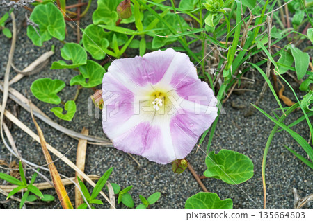 White and red sea jungle flowers (spring, May) 135664803