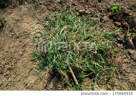 field, weeding, mowing 135664916