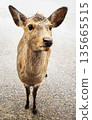 奈良公園裡的鹿用渴望的眼神望著我。 135665515