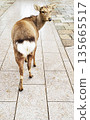 奈良公園裡的一隻鹿回頭望去 135665517