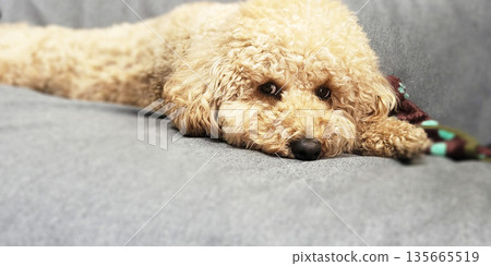 比熊犬看了我一眼 135665519