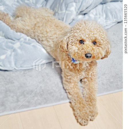 比熊犬突然看向這裡 135665520