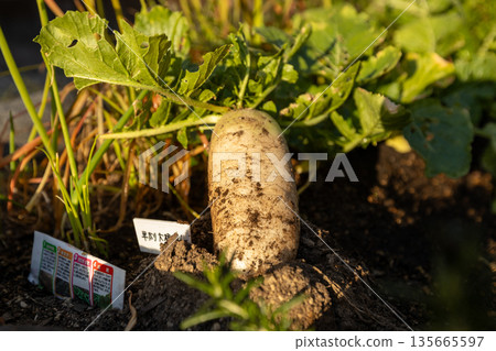 Stock photo of early-harvested radishes harvested in a home garden Stock photo of early-harvested radishes harvested in a home garden 135665597