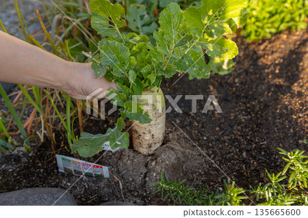 Stock photo of early-harvested radishes harvested in a home garden 135665600
