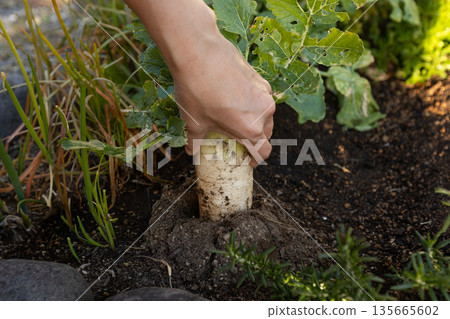 一張家庭菜園裡採早熟蘿蔔的庫存照片。一位婦女正在拔蘿蔔。 135665602