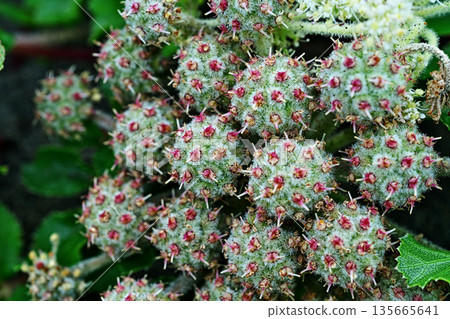 濱海白花樹果實（春季，五月） 135665641