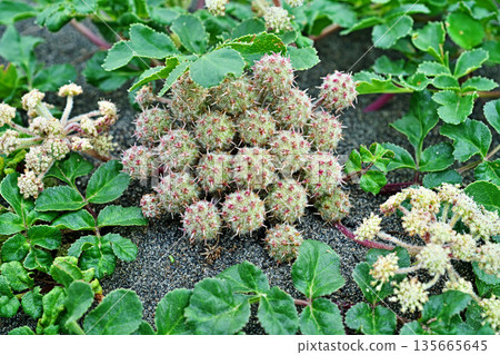 濱海白花樹果實（春季，五月） 135665645