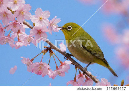 一隻日本繡眼鳥正在啄食櫻花花瓣 135665657