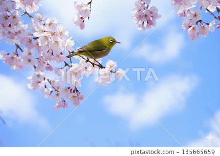 溫暖的春日，充滿希望的春天，連鳥兒都為之歡欣雀躍。 135665659