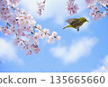 在一個溫暖的春日，一隻繡眼鳥在櫻花枝上嬉戲。 135665660