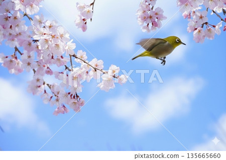 在一個溫暖的春日，一隻繡眼鳥在櫻花枝上嬉戲。 135665660