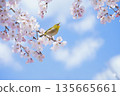 在一個溫暖的春日，櫻花枝頭傳來充滿希望的鳴叫聲。 135665661