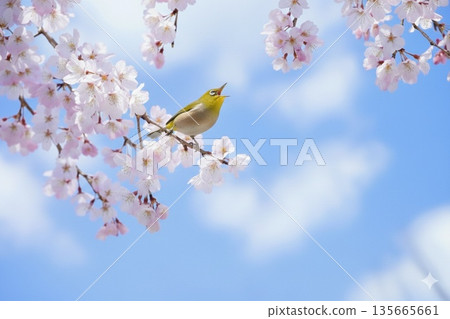 在一個溫暖的春日，櫻花枝頭傳來充滿希望的鳴叫聲。 135665661