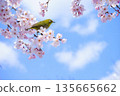 溫暖的春日，櫻花枝，還有一隻可愛的日本繡眼鳥 135665662