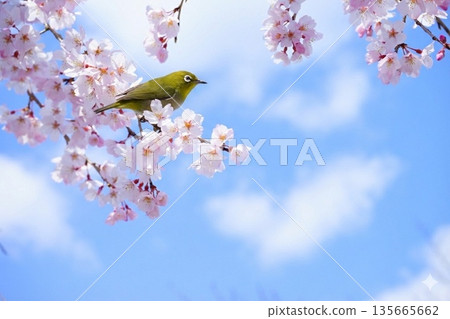 溫暖的春日，櫻花枝，還有一隻可愛的日本繡眼鳥 135665662