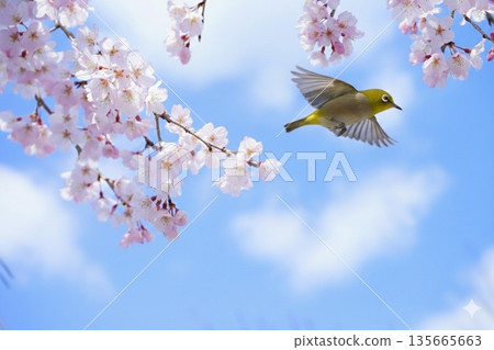 溫暖的春日，櫻花枝頭，一隻繡眼鳥撲扇著翅膀。 135665663