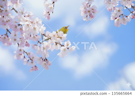 春暖花開的一天,一隻繡眼鳥在櫻花枝頭鳴叫。 春暖花開的一天,一隻繡眼鳥在櫻花枝頭鳴叫。 135665664
