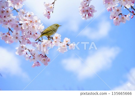 春暖花開：夜鶯棲息櫻花枝頭 135665666