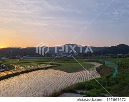 Spring rice field landscape with sunset Spring rice field landscape with sunset 135665672