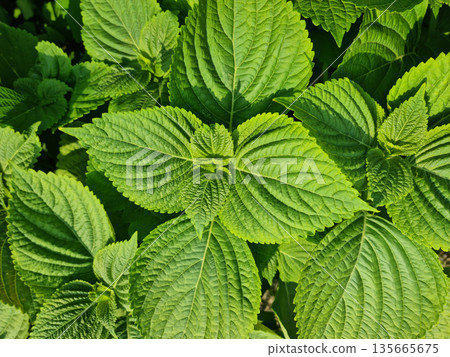 This is a close-up of a perilla leaf.	 135665675