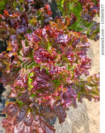 This is a field planted with red lettuce. 135665677