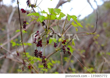 Three-leaf Akebia flowers blooming in a grove of trees [Tsukui, Sagamihara City, April] 135665772