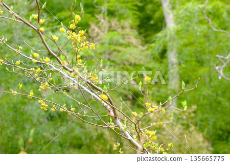 黃色的油竹花在竹林的襯托下盛開 [相模原市築井，四月] 135665775