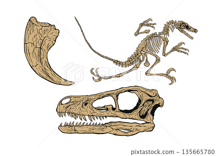 Velociraptor Fossil Set 135665780