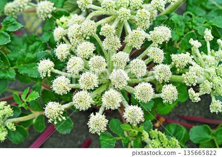 Hamaboufu 花(春天,五月) Hamaboufu 花(春天,五月) 135665822