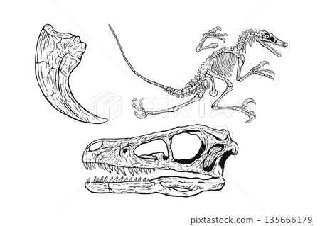 Velociraptor fossil set monochrome Velociraptor fossil set monochrome 135666179