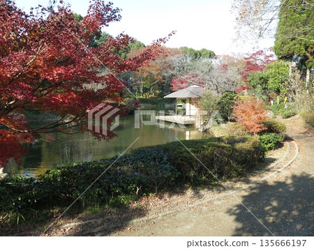 The beautiful autumn leaves of the maple trees in the Japanese garden of Kashiwa-no-ha Park 135666197
