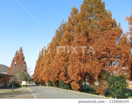 柏之葉公園（多功能廣場和網球場之間的道路）兩旁是美麗的秋葉，這些秋葉來自水杉樹。 135666204