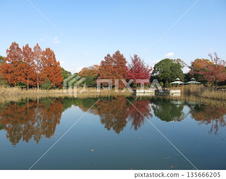 深秋時節，柏之葉公園的紅葉美不勝收。 135666205