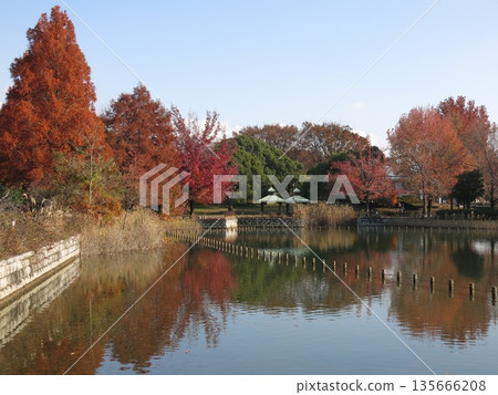 Kashiwanoha Park in late autumn with beautiful autumn leaves Kashiwanoha Park in late autumn with beautiful autumn leaves 135666208