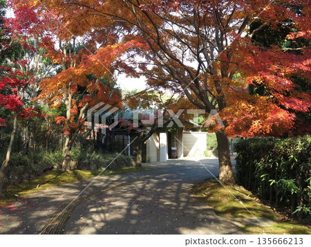 Beautiful autumn maple leaves at Kashiwa-no-ha Park (near the main gate of the Shohakutei teahouse) Beautiful autumn maple leaves at Kashiwa-no-ha Park (near the main gate of the Shohakutei teahouse) 135666213