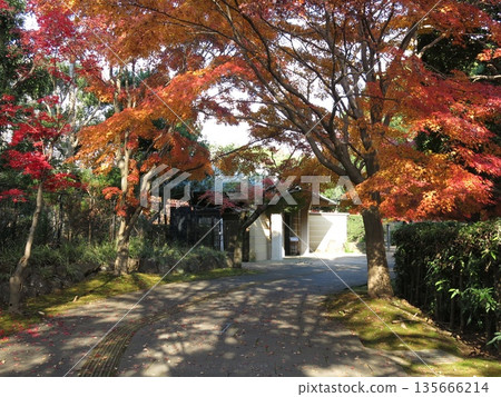 Beautiful autumn maple leaves at Kashiwa-no-ha Park (near the main gate of the Shohakutei teahouse) Beautiful autumn maple leaves at Kashiwa-no-ha Park (near the main gate of the Shohakutei teahouse) 135666214