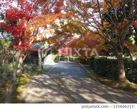 Beautiful autumn maple leaves at Kashiwa-no-ha Park (near the main gate of the Shohakutei teahouse) Beautiful autumn maple leaves at Kashiwa-no-ha Park (near the main gate of the Shohakutei teahouse) 135666215