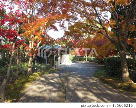 Beautiful autumn maple leaves at Kashiwa-no-ha Park (near the main gate of the Shohakutei teahouse) Beautiful autumn maple leaves at Kashiwa-no-ha Park (near the main gate of the Shohakutei teahouse) 135666216