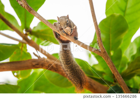 Squirrel perched on tree branch holding nut against bright green leaves and clean white background in tropical garden with playful wildlife moment  135666286