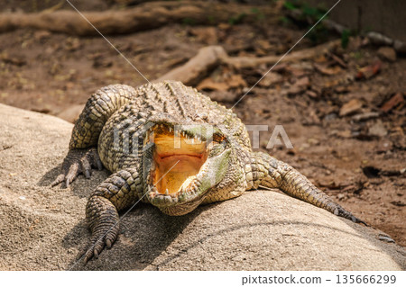 Crocodile lying on warm rock with mouth wide open, showing sharp teeth and powerful jaws in natural wildlife habitat Crocodile lying on warm rock with mouth wide open, showing sharp teeth and powerful jaws in natural wildlife habitat 135666299