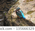 翠鳥3號棲息在橋下的一塊岩石上。 135666329