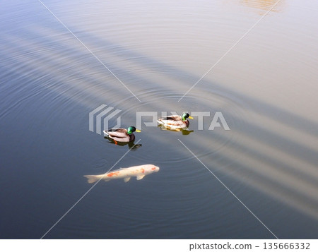 游泳的綠頭鴨和鯉魚 135666332