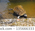一隻烏龜在溫暖的冬日陽光下從冬眠中醒來。 135666333