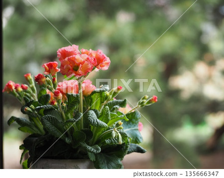Gardening Primula flowers 135666347
