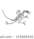 Velociraptor full skeleton fossil monochrome 135666416