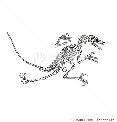 迅猛龍全骨骼化石單色 135666416