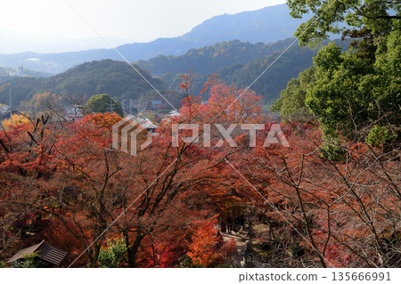 Autumn leaves of Kamonmon shrine 135666991